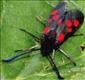 0171s1 (54.009) Narrow-bordered Five-spot Burnet